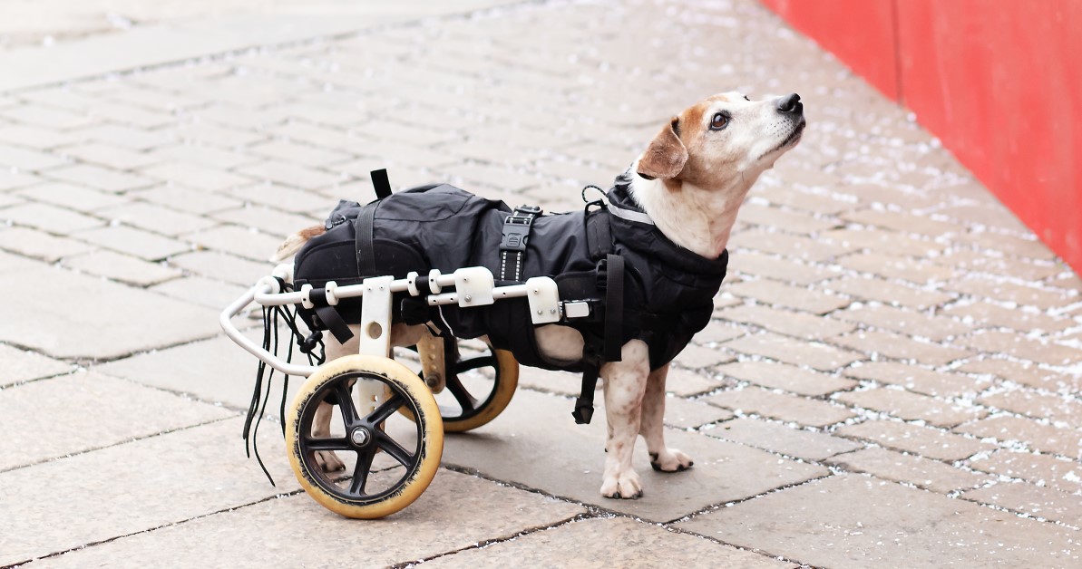 Caring for Dogs and Cats With Leg Disabilities
